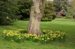 daffodils trees