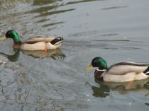 2 ducks swimming